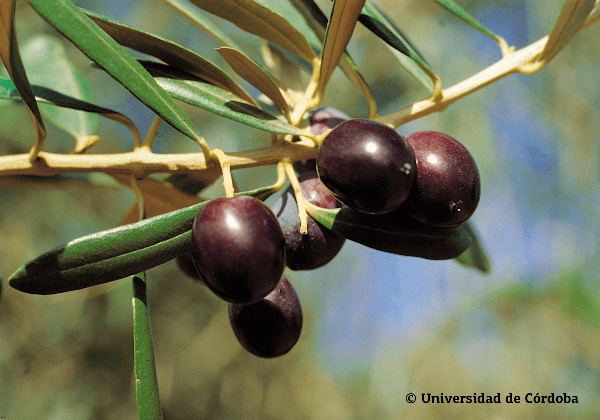 Aceituna de la variedad Villalonga