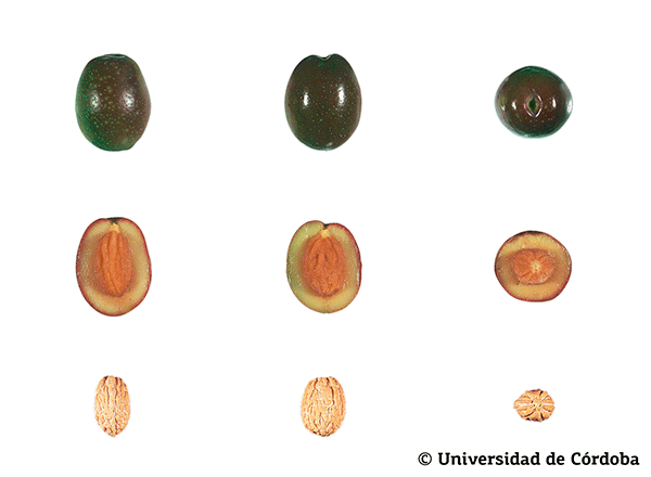 Corte de una aceituna de la variedad Villalonga