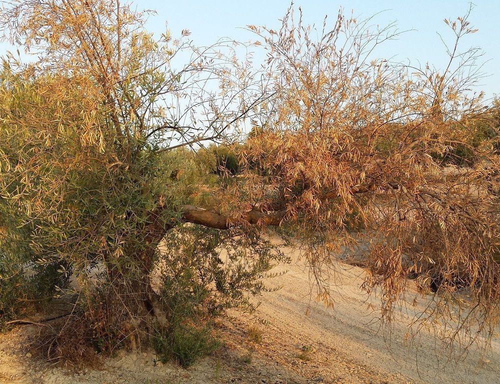 Estrategias de lucha contra la verticilosis