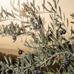 Aceites de Oliva de España rinde homenaje a las mujeres y hombres que hacen grande a este sector en el Día Mundial del Olivo