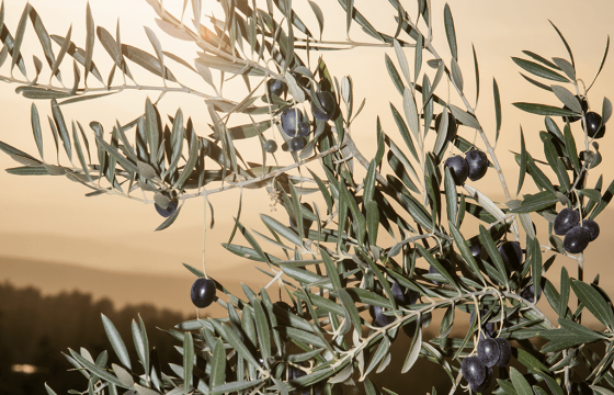 Aceites de Oliva de España rinde homenaje a las mujeres y hombres que hacen grande a este sector en el Día Mundial del Olivo