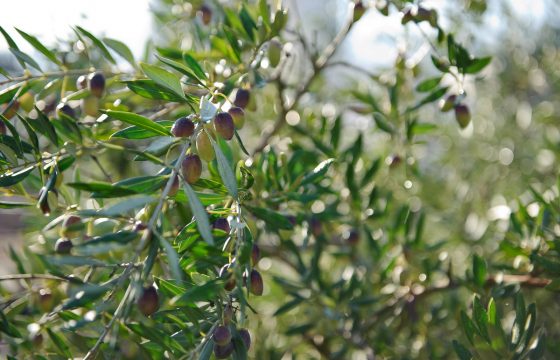 «Actividad similar la ibuprofeno en el aceite de oliva virgen extra»