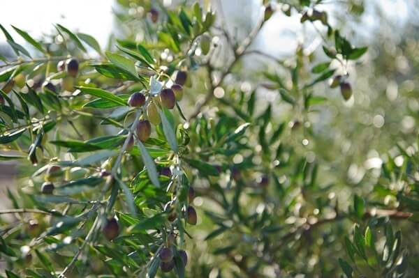 ¿Cómo elaboramos el mejor aceite de oliva del mundo?