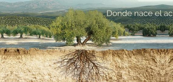 Aceites de Oliva de España en el Salón de Gourmets 2016