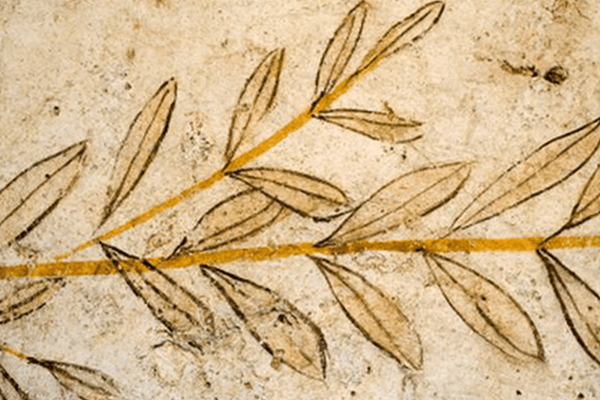 El Aceite de Oliva en la historia de la humanidad (I)