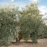 El olivar, ayuda eficaz contra el cambio climático