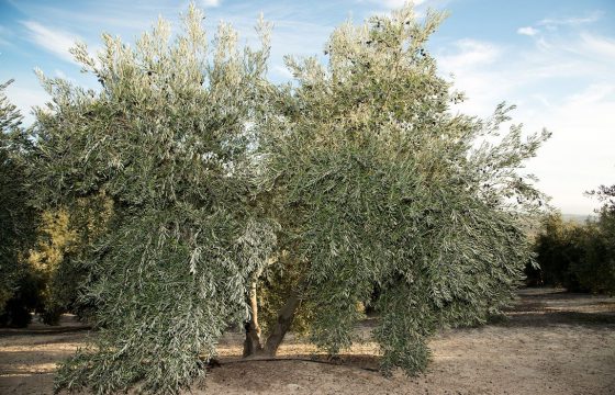 El olivar, ayuda eficaz contra el cambio climático