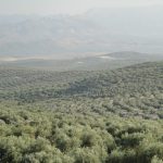 El olivar se sitúa a la cabeza del uso eficiente del agua de riego en España