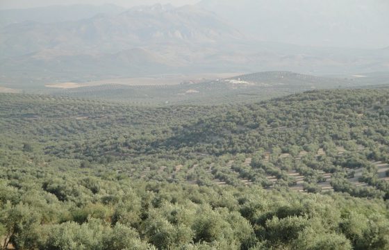 El olivar se sitúa a la cabeza del uso eficiente del agua de riego en España