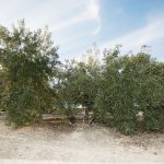España pone en marcha un ambicioso proyecto de investigación sobre la erradicación, contención y control de Xylella fastidiosa, con la implicación del sector oleícola