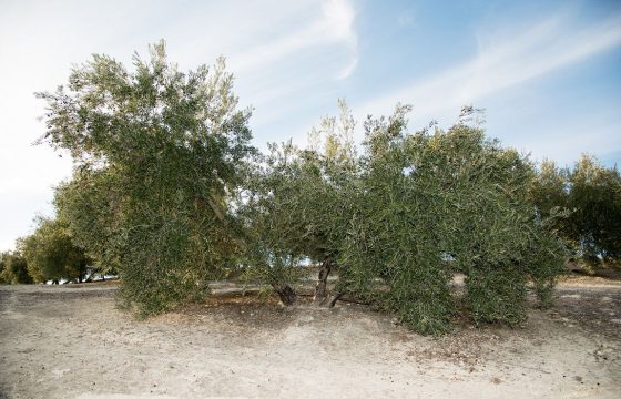 España pone en marcha un ambicioso proyecto de investigación sobre la erradicación, contención y control de Xylella fastidiosa, con la implicación del sector oleícola