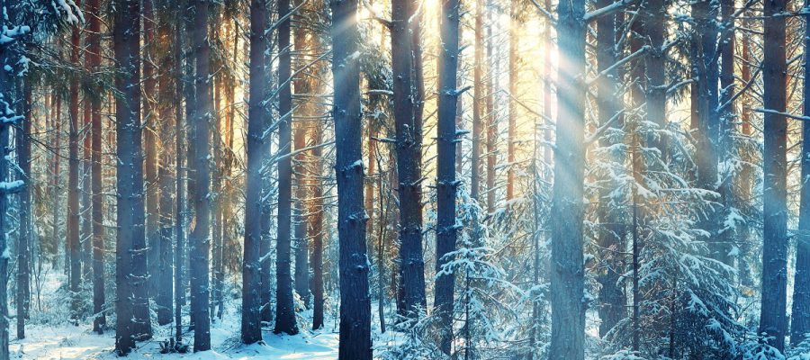 Vencer la tristeza del invierno después de las Fiestas