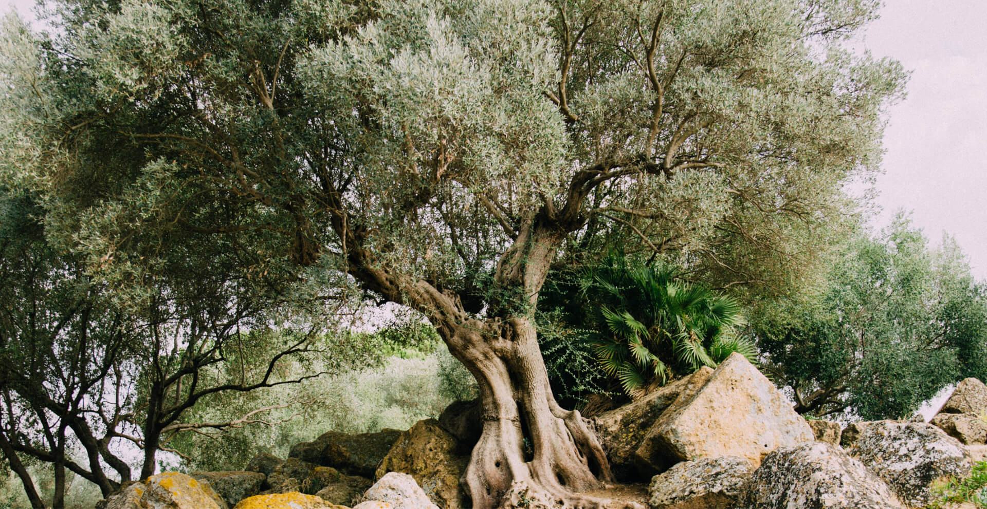 Puede ayudar el aceite de oliva en la limpieza de los oídos? - Aceites de  Oliva de España