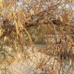 El sector del aceite de oliva español, comprometido en la lucha contra la Xylella Fastidiosa