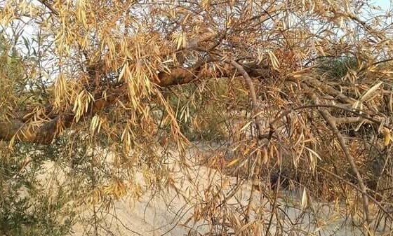 El sector del aceite de oliva español, comprometido en la lucha contra la Xylella Fastidiosa