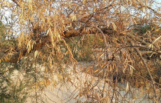 El sector del aceite de oliva español, comprometido en la lucha contra la Xylella Fastidiosa