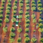 Periodistas norteamericanos admiran el olivar malagueño desde el cielo