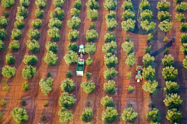 Olivos en plena recolección