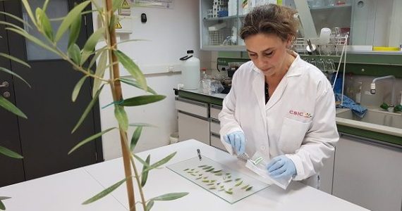 Seminario sobre Control de Xylella fastidiosa en España