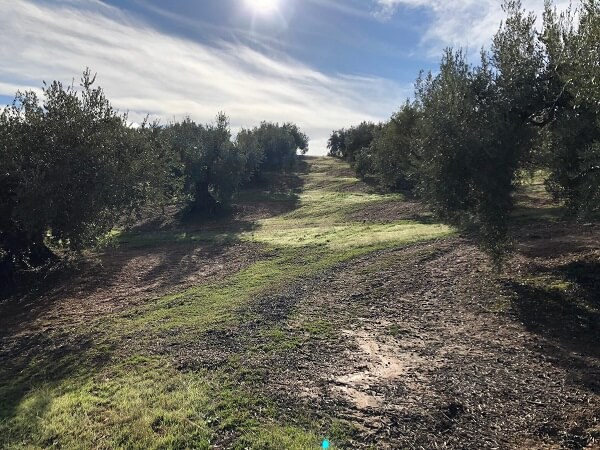 El olivar español, ejemplo de cultivo sostenible