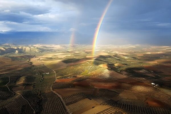 El olivar español, ejemplo de cultivo sostenible