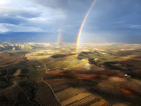 El olivar español, ejemplo de cultivo sostenible