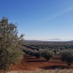 La Interprofesional del Aceite de Oliva Español exige a la Administración Española acciones contundentes para atajar la grave crisis que atraviesa el sector