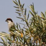 El olivar, un oasis para la biodiversidad