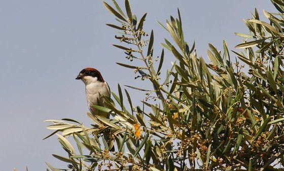 El olivar, un oasis para la biodiversidad