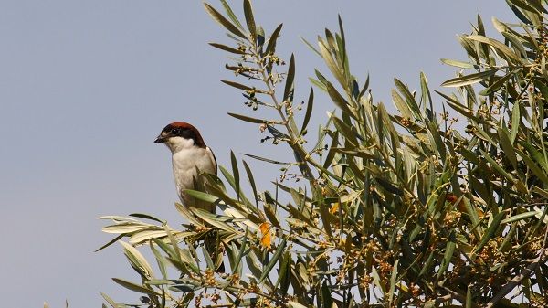 Los pájaros se posan en las ramas de los olivos