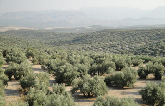 El aceite de oliva andaluz: ¿cómo es y en qué zonas se produce?