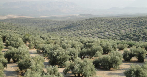 El aceite de oliva andaluz: ¿cómo es y en qué zonas se produce?