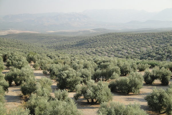 El aceite de oliva andaluz: ¿cómo es y en qué zonas se produce?