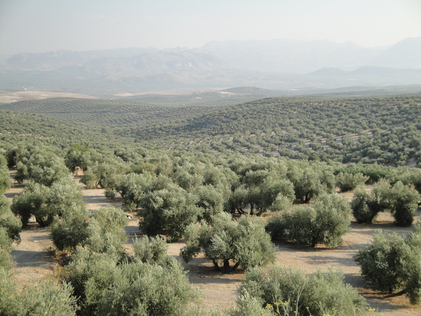 olivares españa