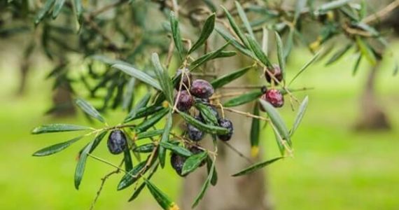 El aceite de oliva extremeño: ¿cómo es y en qué zonas se produce?