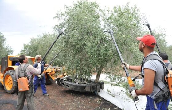 Nuevos fluidos oleohidráulicos y lubricantes de base vegetal para reducir la posible contaminación en la recolección de aceituna