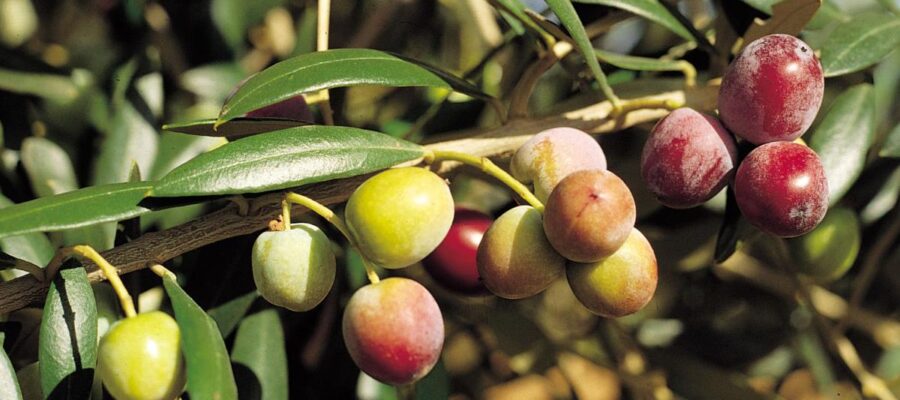 Origen del aceite de oliva virgen extra de la variedad Arbequina