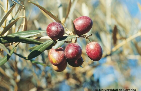 Origen del aceite de oliva Hojiblanca