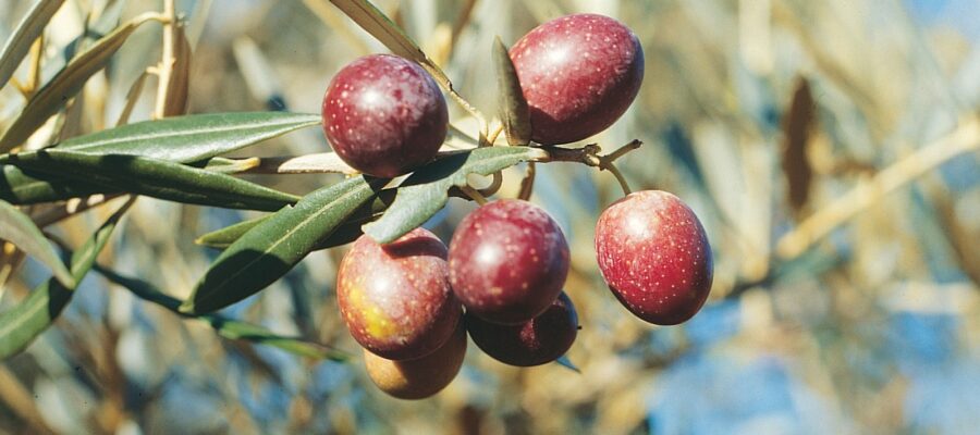 Origen del aceite de oliva Hojiblanca