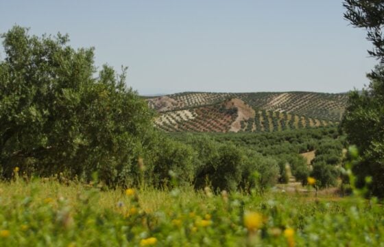 Producción de aceite de oliva y su papel en la sostenibilidad