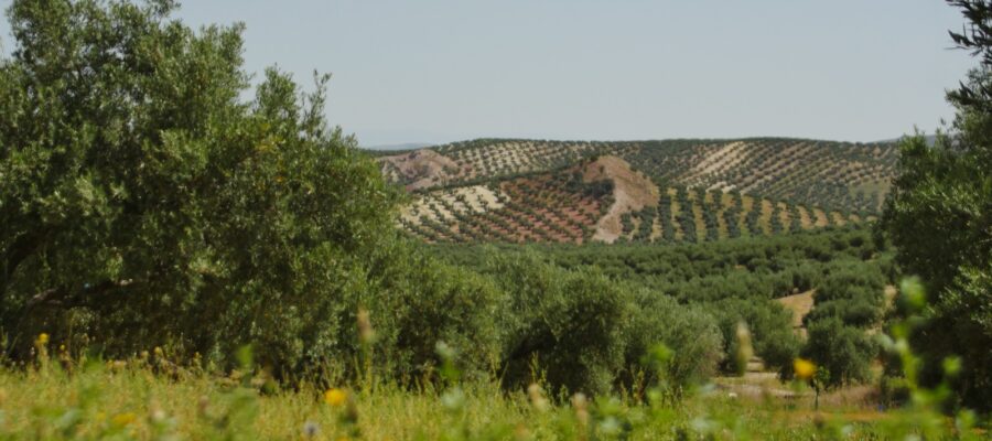 Producción de aceite de oliva y su papel en la sostenibilidad