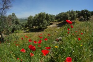 campo de flores