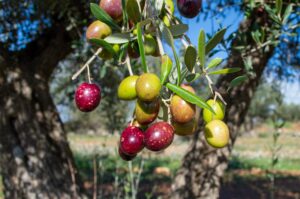 variedad picual de aceite de oliva