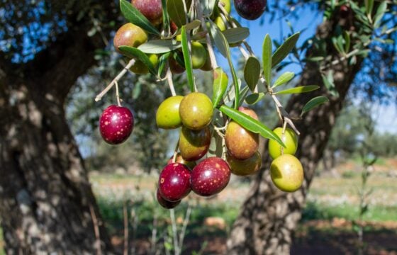 Historia y origen del aceite de oliva Picual