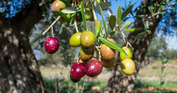 Historia y origen del aceite de oliva Picual