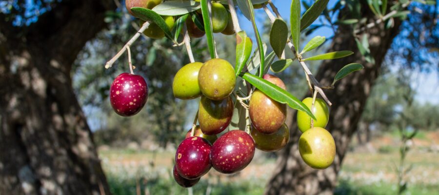 Historia y origen del aceite de oliva Picual